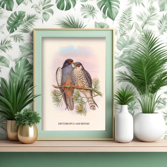 Poster Kestrel à ailes blanches (Créateur téléchargé)