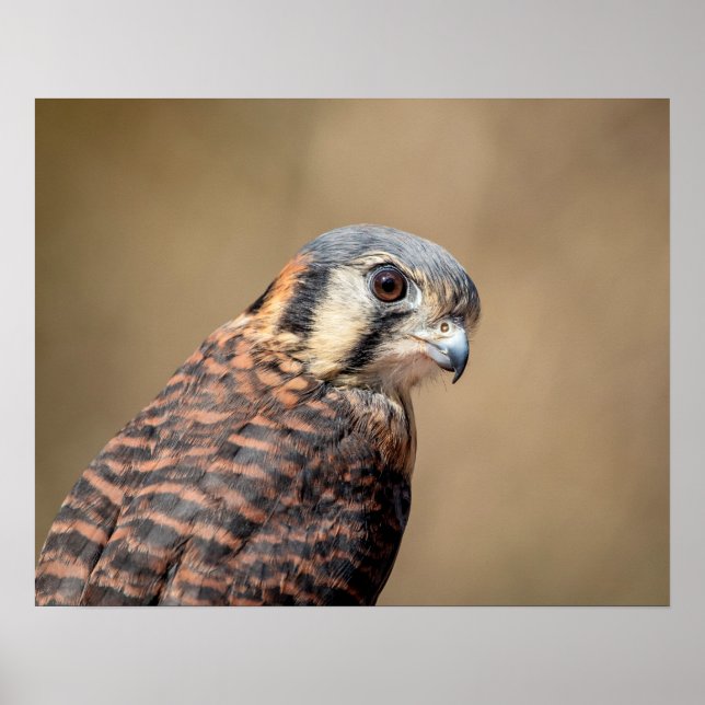 Poster Kestrel américain 20x16 (Devant)