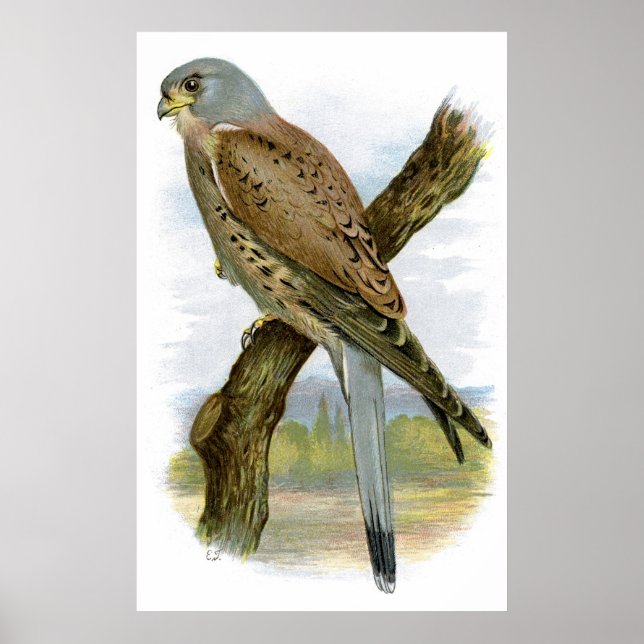 Poster Kestrel commun - Falco tinnunculus (Devant)