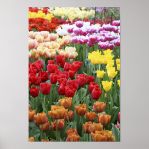 Poster Keukenhof Gardens, Holland, specializes in 2