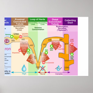 Poster Kidney Nephron Molar Transport Diagram