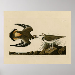 Poster Kildeer Plover (Killdeer) Audubon Birds of America