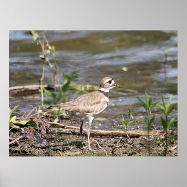 Poster Killdeer Bird (Devant)