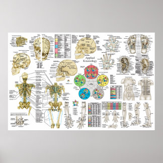 Poster Kinéiologie appliquée Chiropratique Ostéopathe Pos