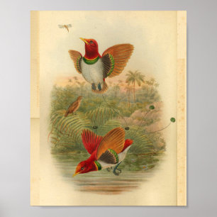 Poster King Birds of Paradise Red Vintage Imprimer