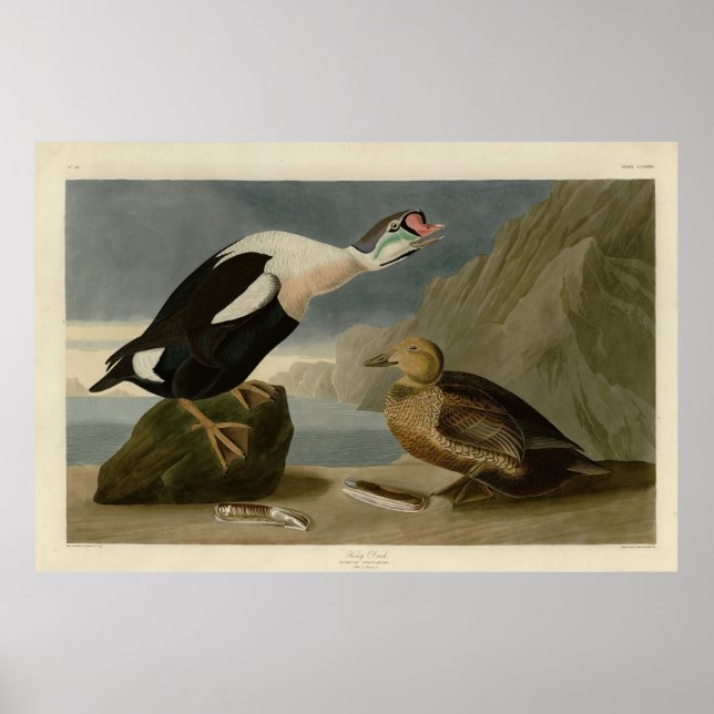 Poster King Duck (roi Eider) Audubon's Birds of America (Devant)