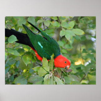 Poster King Parrot