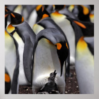 King Penguin