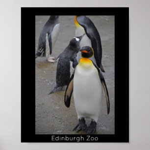 Poster King Penguin & Friends Edinburgh Zoo Écosse