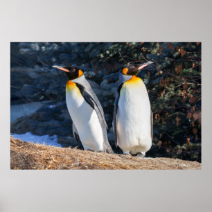 Poster King Penguin Pair contre fond d'hiver