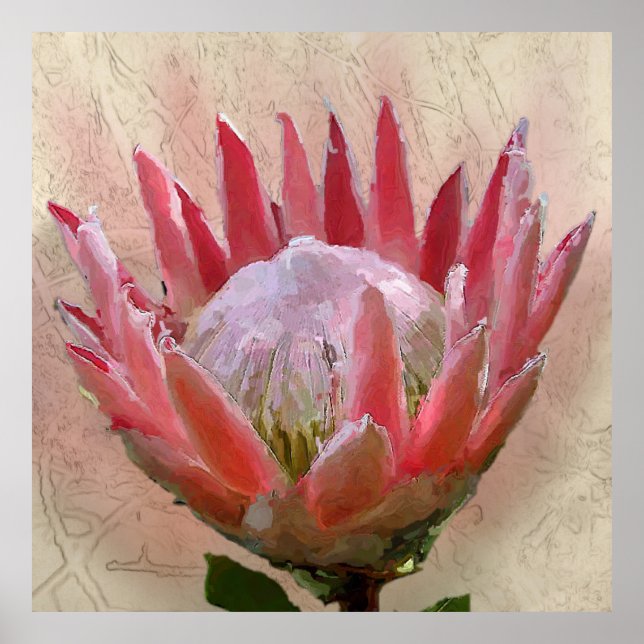 Poster King Protea (Devant)