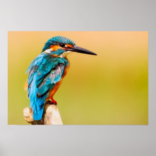 Poster Kingfisher Bird Wildlife Closeup Photographie (Devant)