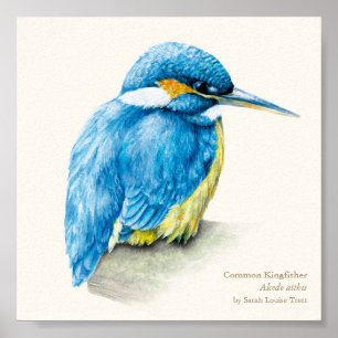 Poster Kingfisher Ornithologie fine art imprimé carré