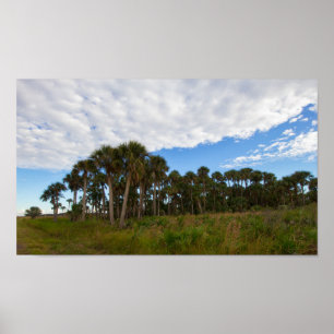 Poster Kissimmee Prairie Hammock, Floride