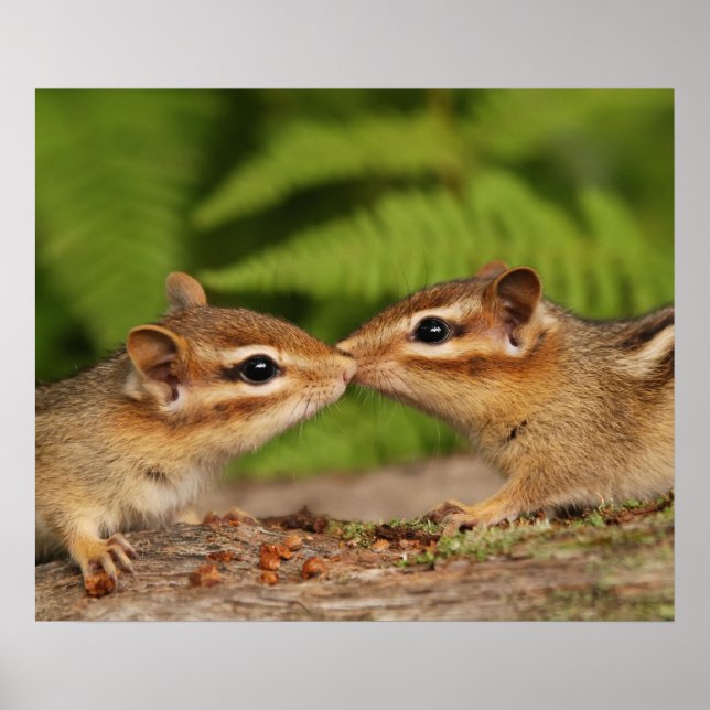 Poster Kissing Baby Chipmunks (Devant)