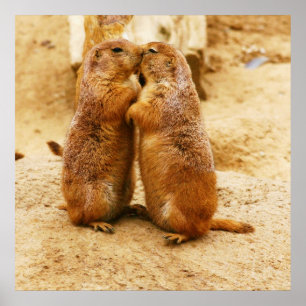 Poster Kissing Black Tail Prairie Dogs
