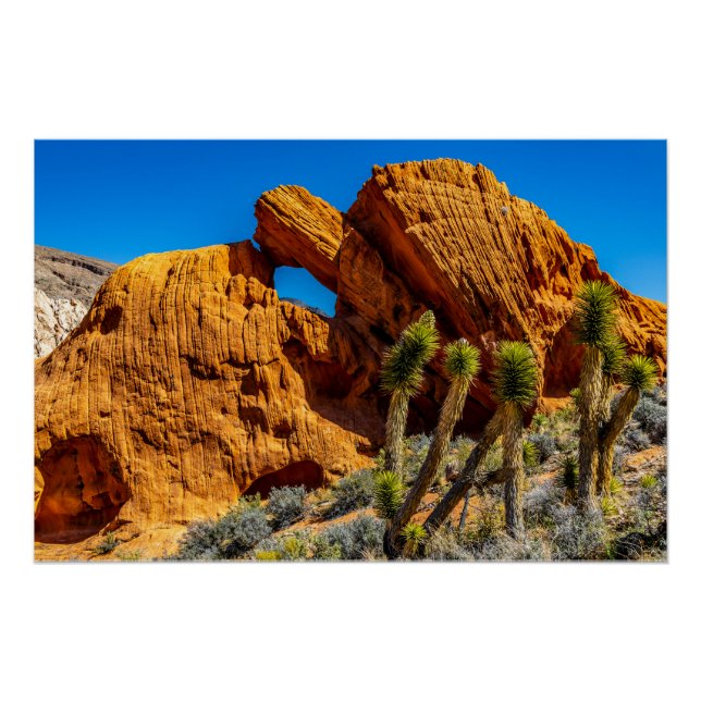 Poster Kissing Turtle Rock Glossy (Devant)