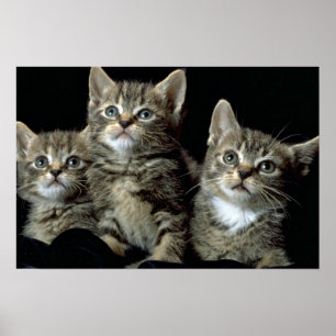 Poster Kit Kat Club