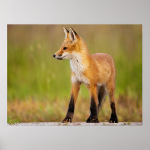 Poster Kit Red Fox