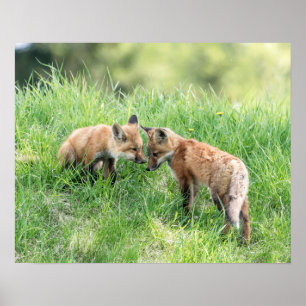 Poster Kits de Fox rouge