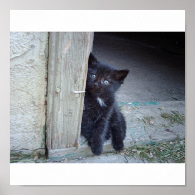 Poster Kitten (Devant)