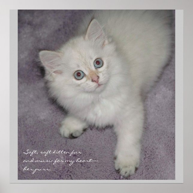 Poster Kitten (Devant)