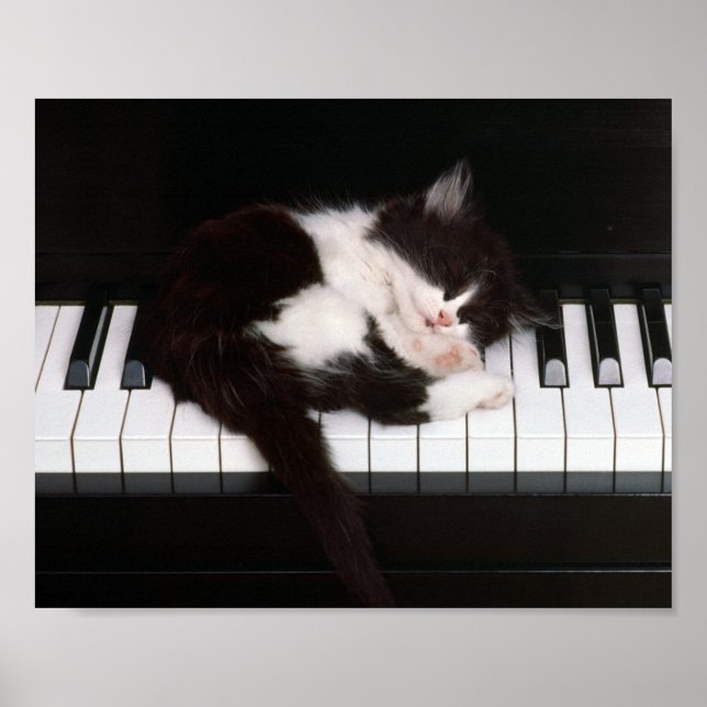 Poster Kitten (Devant)