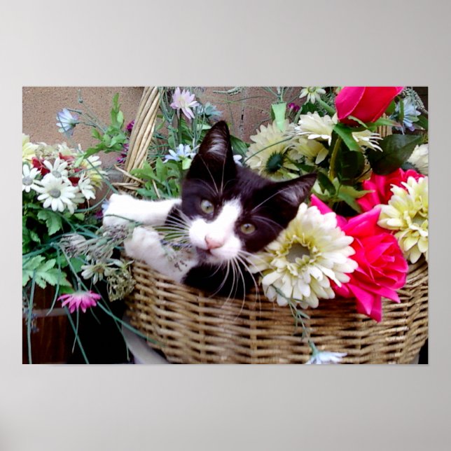 Poster Kitten (Devant)