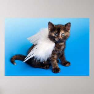 Poster Kitten Avec Ailes