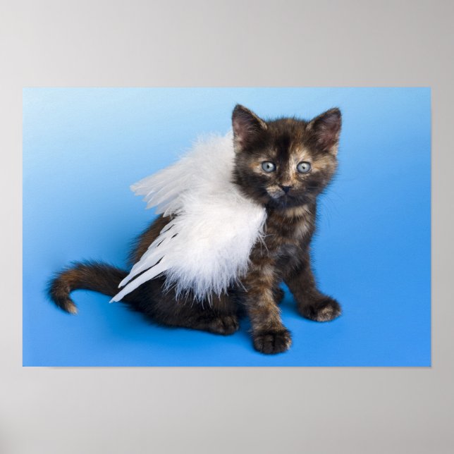 Poster Kitten Avec Ailes (Devant)