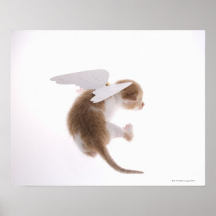 Poster Kitten avec ailes d'ange fixées à l'arrière, à l'a
