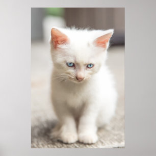 Poster Kitten blanc