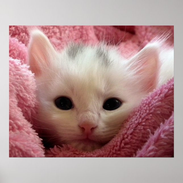Poster Kitten chaud dans une couverture (Devant)