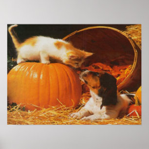 Poster Kitten, Citrouille et puppy
