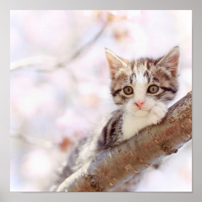 Poster Kitten Dans Un Arbre (Devant)
