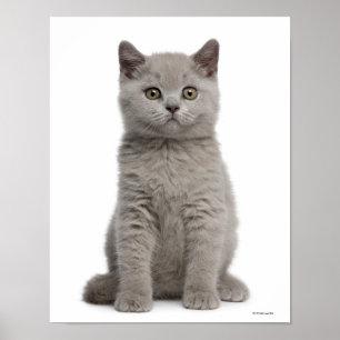 Poster Kitten de Shorthair britannique (10 semaines)