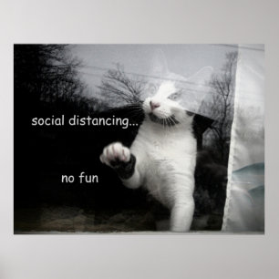 Poster Kitten Distances Sociales