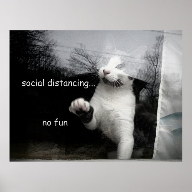 Poster Kitten Distances Sociales (Devant)