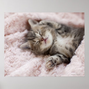 Poster Kitten Dormir sur la serviette