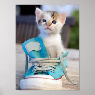 Poster Kitten En Chaussure