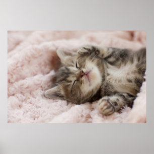 Poster Kitten endormi