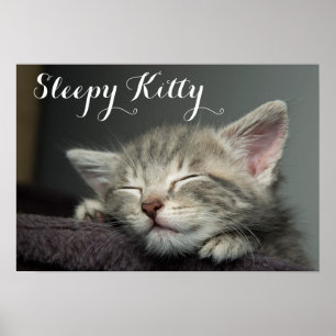 Poster Kitten endormi