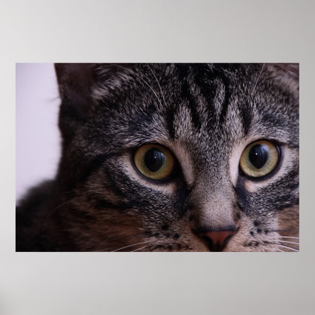 Poster Kitten gris visage 2 (Devant)