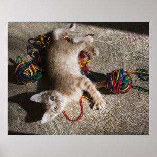 Poster Kitten Jouer Avec Du Fil