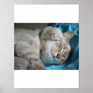 Poster Kitten Love