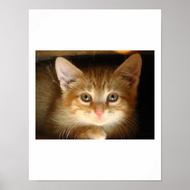 Poster Kitten Love (Devant)