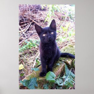Poster Kitten noir