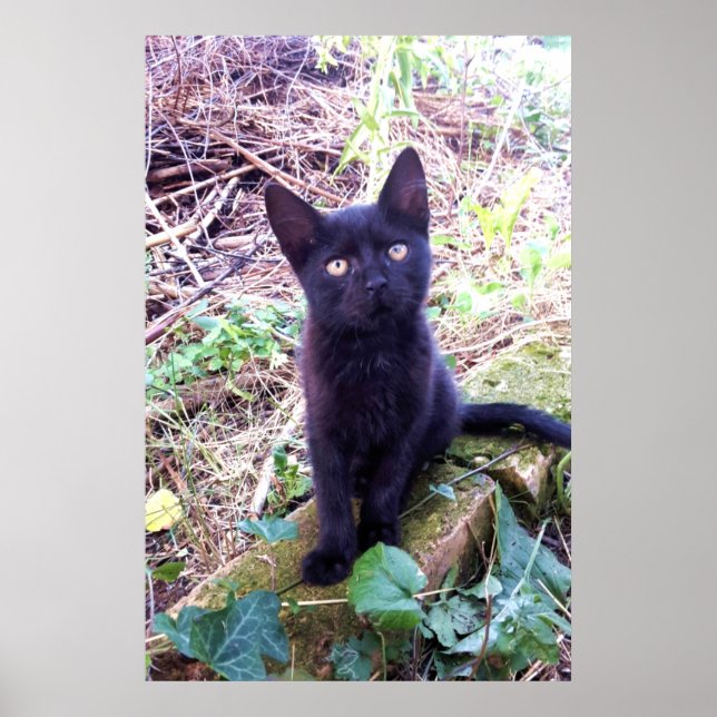 Poster Kitten noir (Devant)