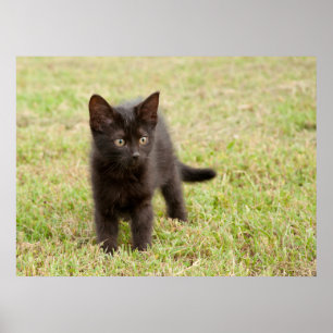 Poster Kitten noir en herbe