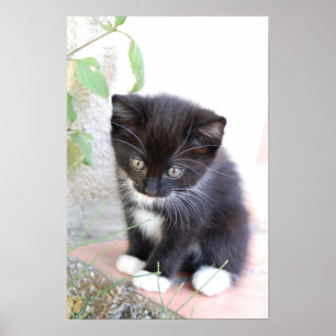 Poster Kitten noir et blanc